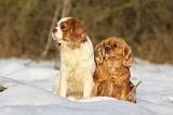 CAVALIER KING CHARLES 445